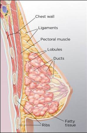 Anatomy and functions of the different structures inside a breast